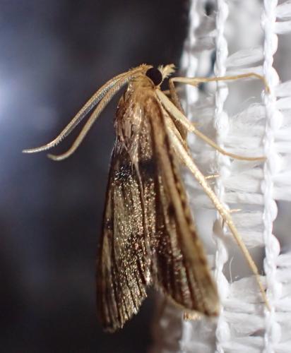 Stemmatophora brunnealis